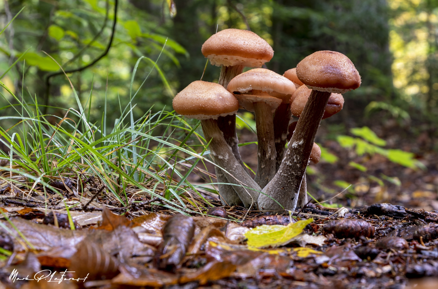 /gallery/north_america/USA/Vermont/chittenden brook/King Bolete Vermont Fall 2021-001_med.jpg